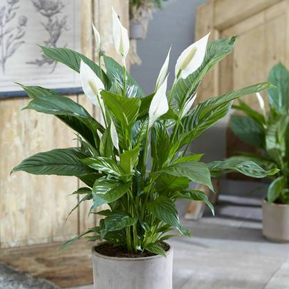 JR GLOBLE Peace Lily Plant