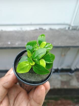 Mf aquatic plants Anubias Nana Gold