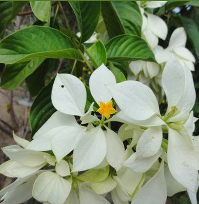 Greenery Nursery Mussaenda Plant