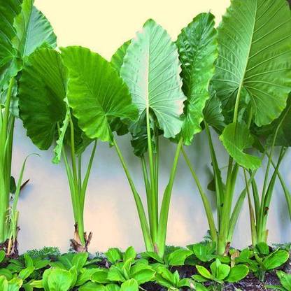 MyBageecha Giant Taro Plant