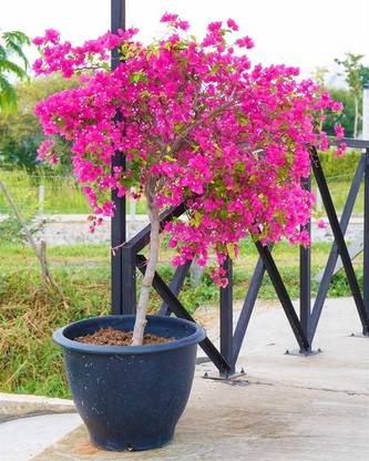 Angel Bougainvillea Plant