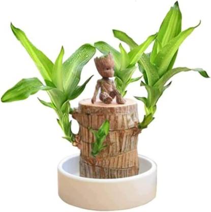 NONUs Dracaena Plant