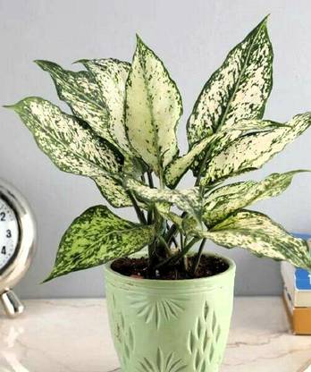 Greenearth Philodendron Royal Queen Plant