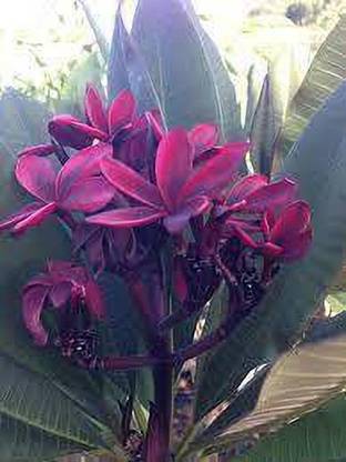 AloGardening Plumbago Plant