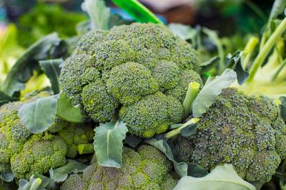 LYRS Belstar Broccoli Seed Seed