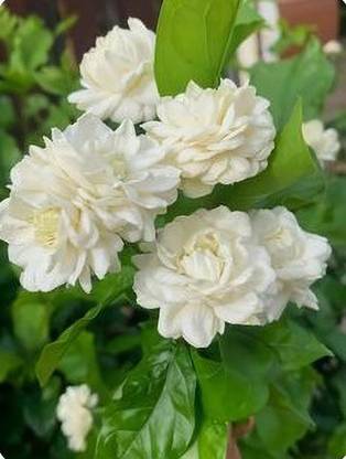 Green view Mogra Flowering Plant