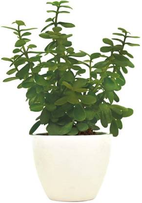 JESAA GREENS Jade Plant