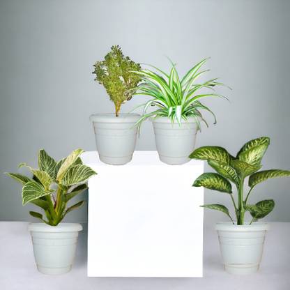 Agridise Dieffenbachia Plant, Aralia Plant, Spider Plant, Philodendron Birkin Plant