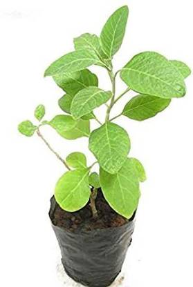 Shiv-Shakti Group Bel Plant