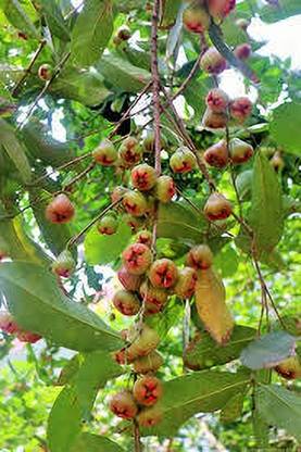 PPT Water Apple Red Plant