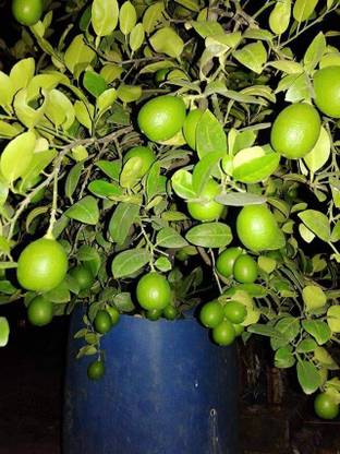 chaina lebu Lemon Plant