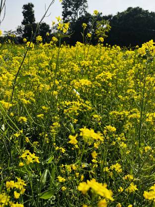 Hari Potter Mustard Plant