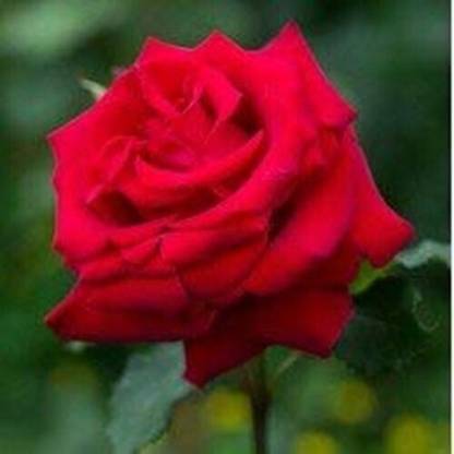 SSPLANTS Rose Plant