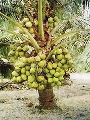 Cloud Farm Coconut Plant