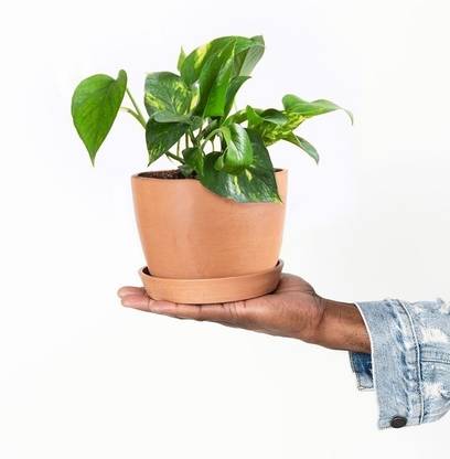 Devils ivy Money Plant