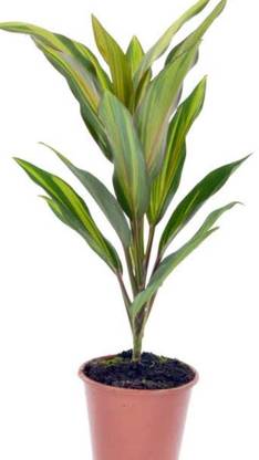 cordyline fruticosa Anubias Nana Gold