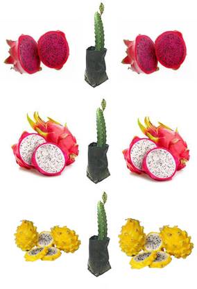 Cloud Farm Dragon Tree