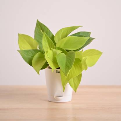 UGAOO Golden Money Plant