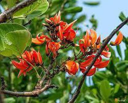 Oxygreenplant Palas Tree Plant