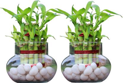 NiMoj Lucky Bamboo Straight Stick, Dracaena Plant, Two Layer Bamboo Plant