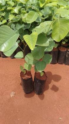 BALA PLANT CREATION Red Sandalwood Plant