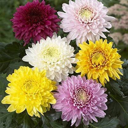 Cloud Farm Chrysanthemums/ Guldavari Plant