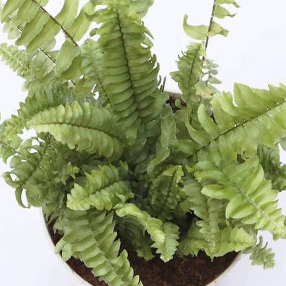 Cloud Farm Fern Plant