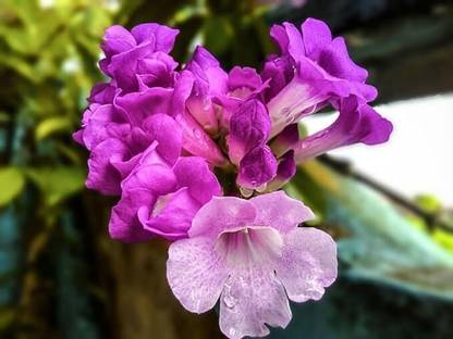 AloGardening Large Garlic Pear Plant