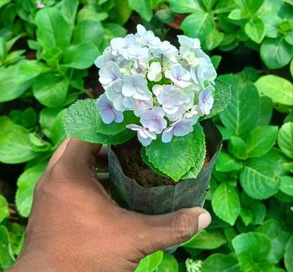 Plant Paradise Co Hydrangea Plant
