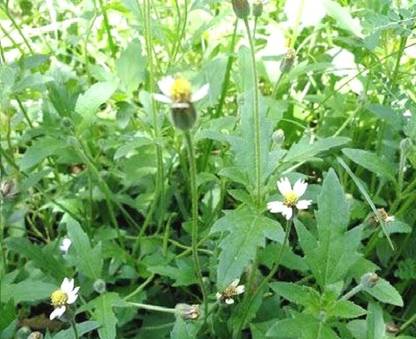 Odiplantz Tridax Daisy Plant