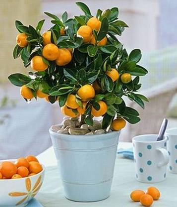 subha karno Orange Plant