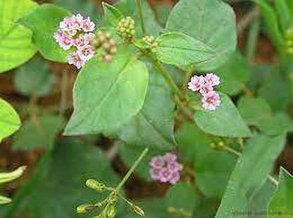 HERBALISM Punarnava Plant