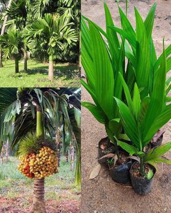 Cloud Farm Betel Nut/Supari Plant