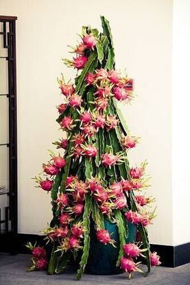 AGRAWBIC Dragon Tree