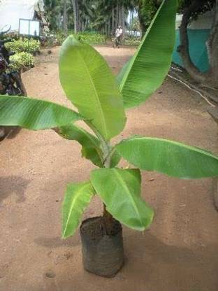 dream shop now Banana Plant