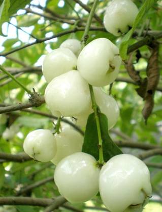 hybrid java Wax Apple White Wax Fruit