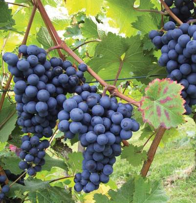 minatigreenhouse Grapes Plant