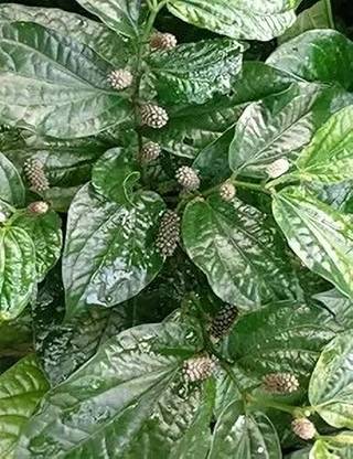 LifeShowMe Long Pepper Plant