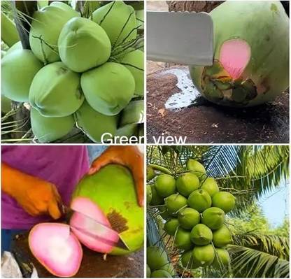 Green view Coconut Plant