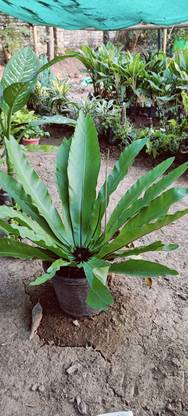 Hari Potter Bird's Nest Fern Plant
