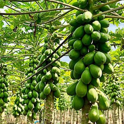 Solo Papaya Papaya Plant