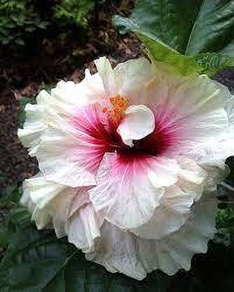 SKDIYA Hibiscus Plant
