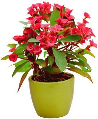 sealok Euphorbia Plant