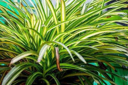 VENUS ONLINE Spider Plant (Chlorophytum comosum) Natural Air Purifier Seed