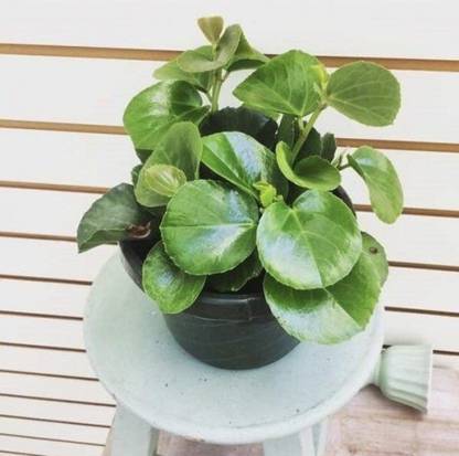 Cissus Cissus Plant