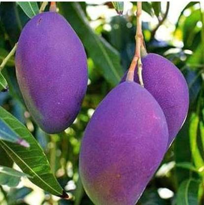 Miyazaki Mango Plant