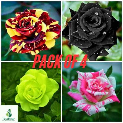 PETALFLEUR Rose Plant