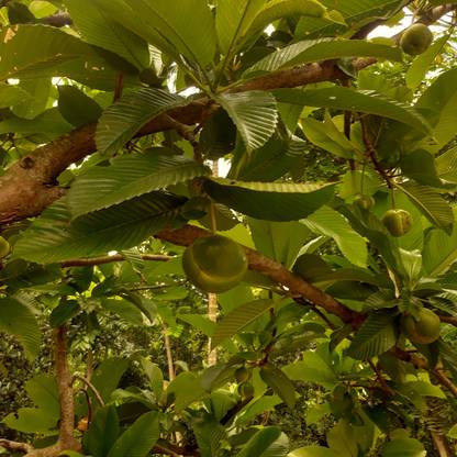 JAZEERA Elephant Caltrop Plant