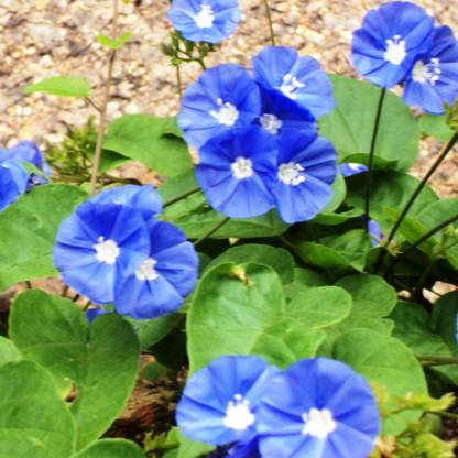 MyBageecha Sky Blue Cluster Vine Plant
