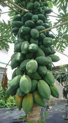 Cloud Farm Papaya Plant